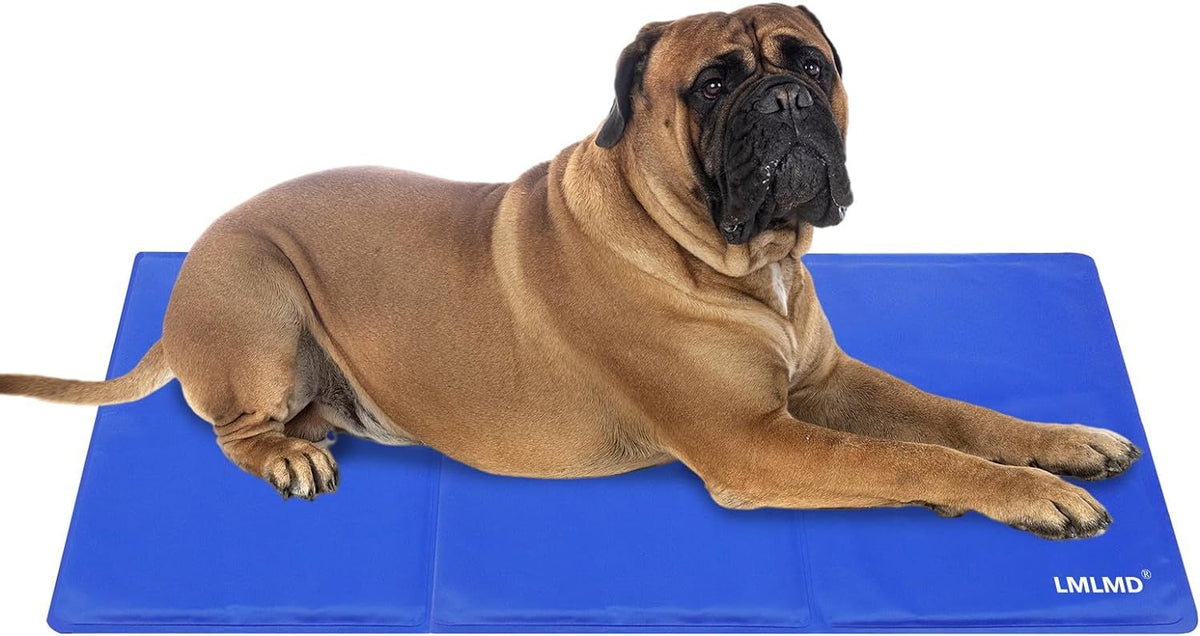 a dog lying on a blue mat