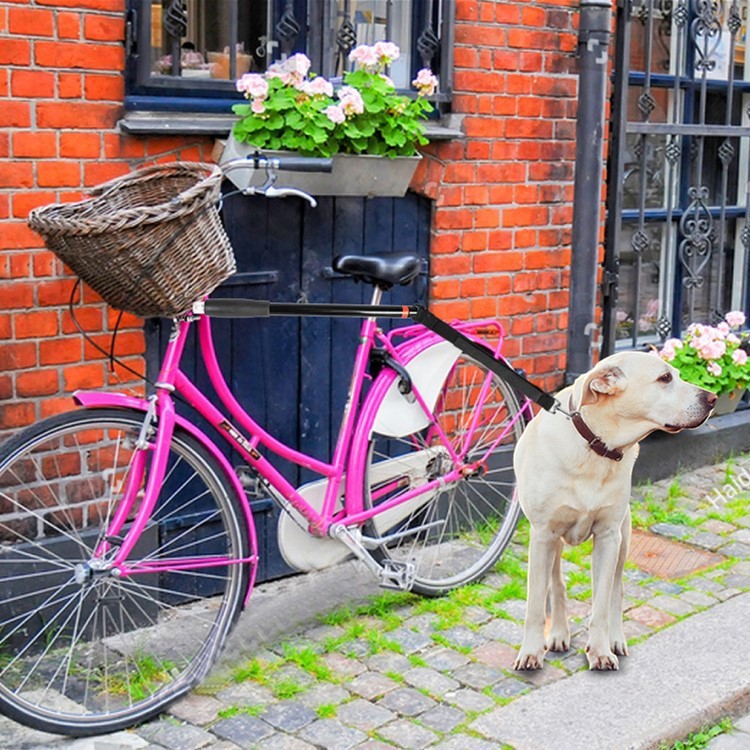a dog is tied to a bicycle