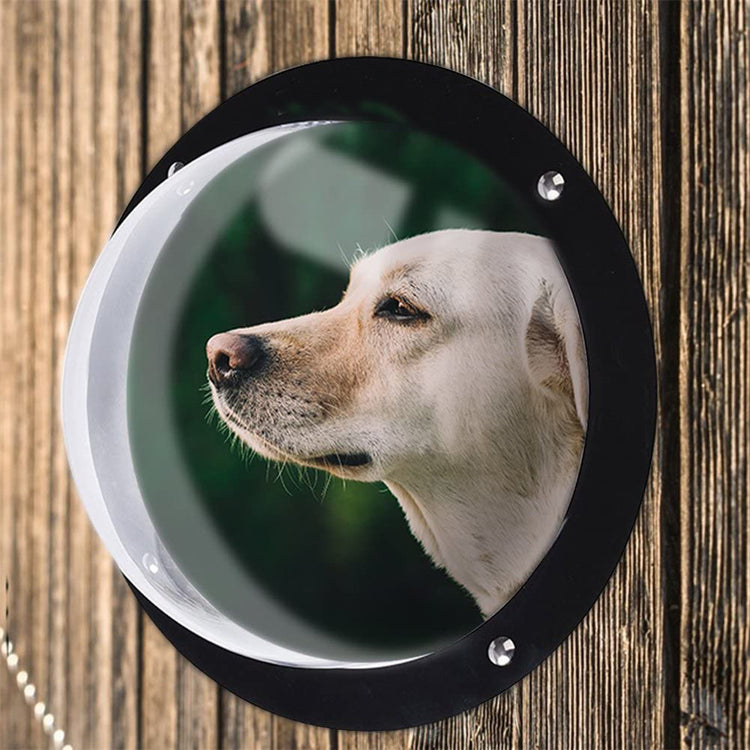 a dog looking through a window