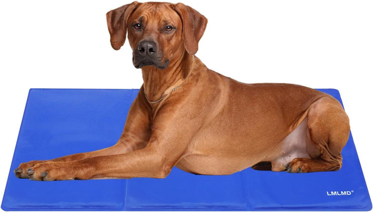 a dog lying on a blue mat