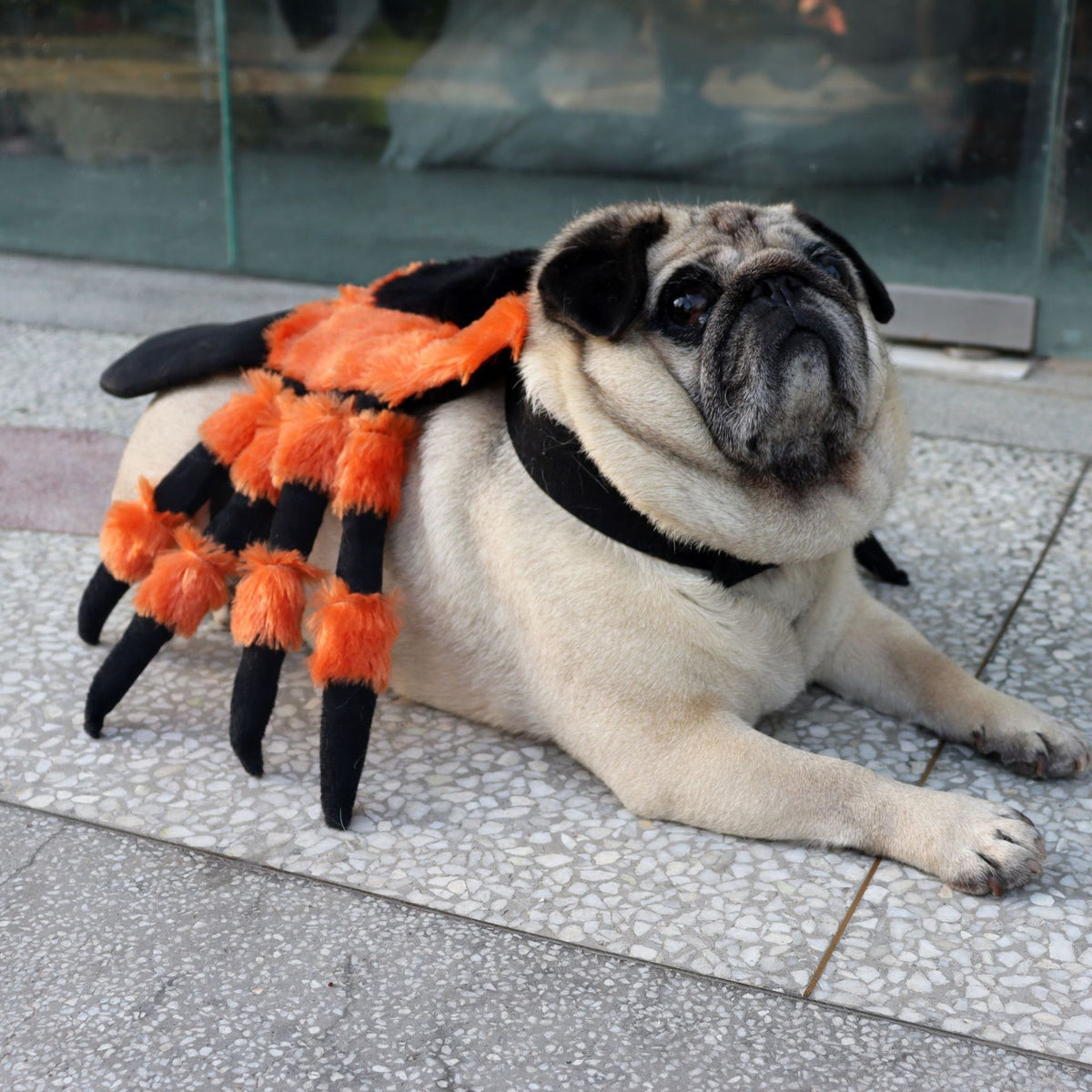 a dog wearing a garment