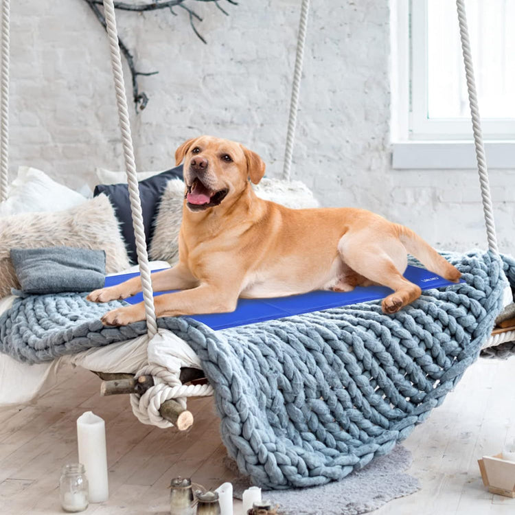 a dog lying on a bed