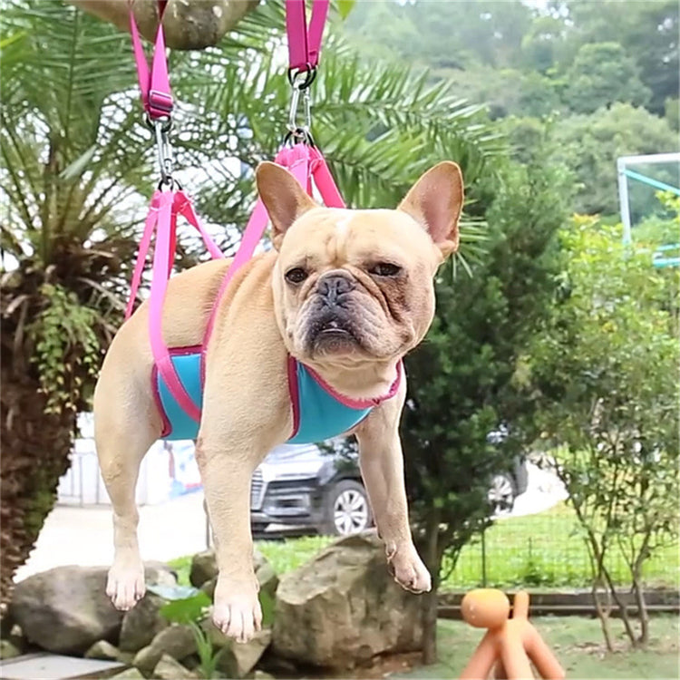 a dog in a harness