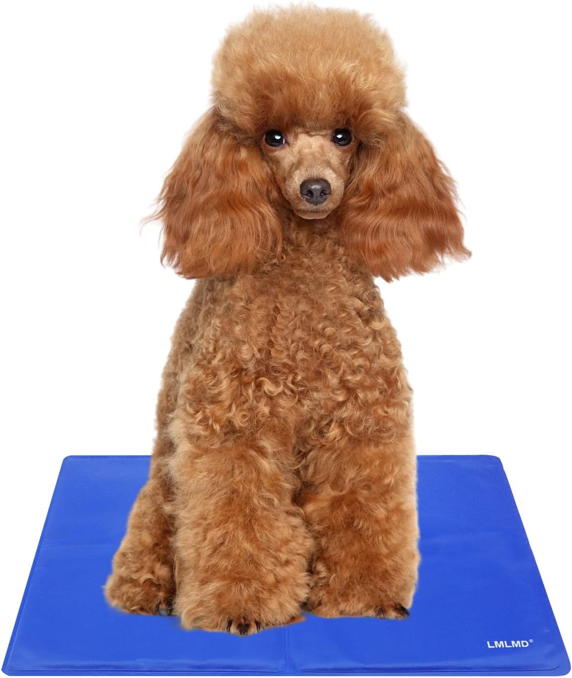 a dog sitting on a blue mat