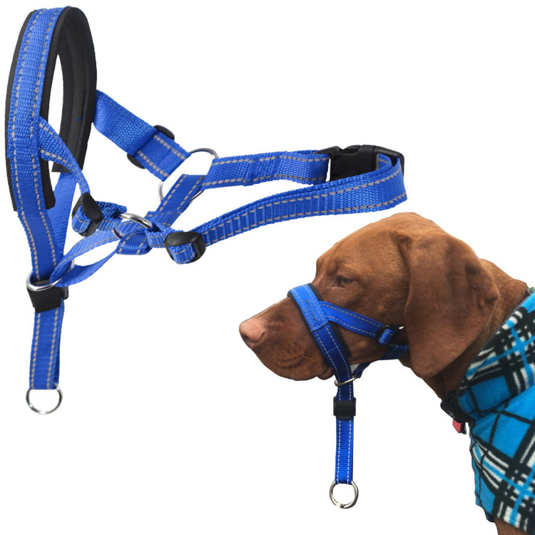 a dog wearing a blue harness
