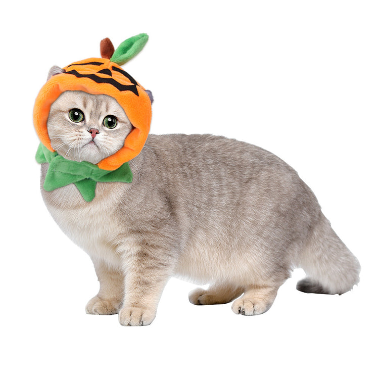 a cat wearing a pumpkin hat