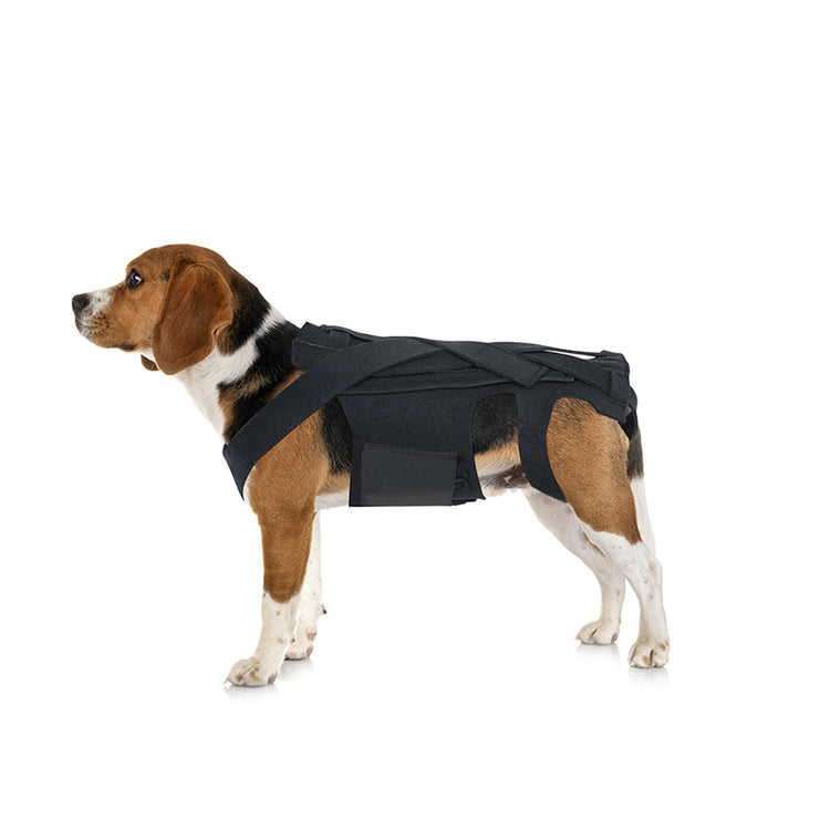 a dog wearing a harness