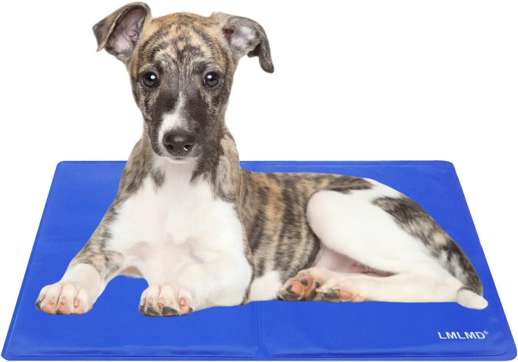a dog lying on a blue mat